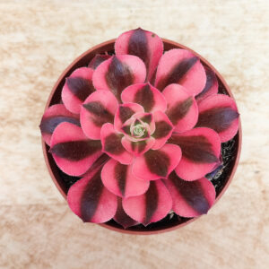 Aeonium &lsquo;Princess&rsquo;
