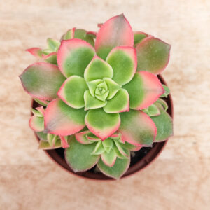 Aeonium &lsquo;Dream Color&rsquo;