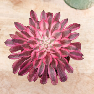 Aeonium &lsquo;Scarlet ink&rsquo;