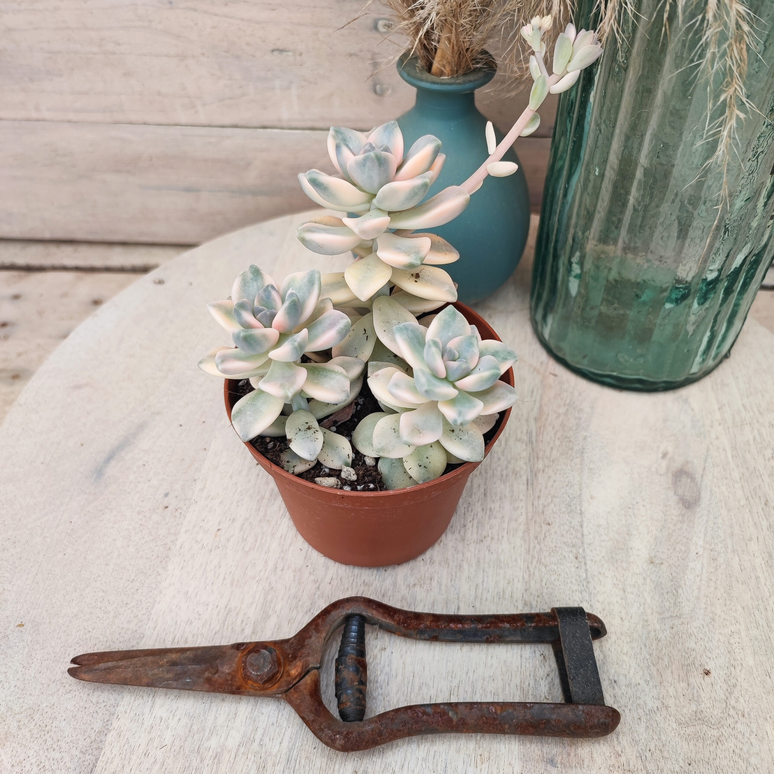 xGraptosedum 'Ghosty' variegata – Image 2