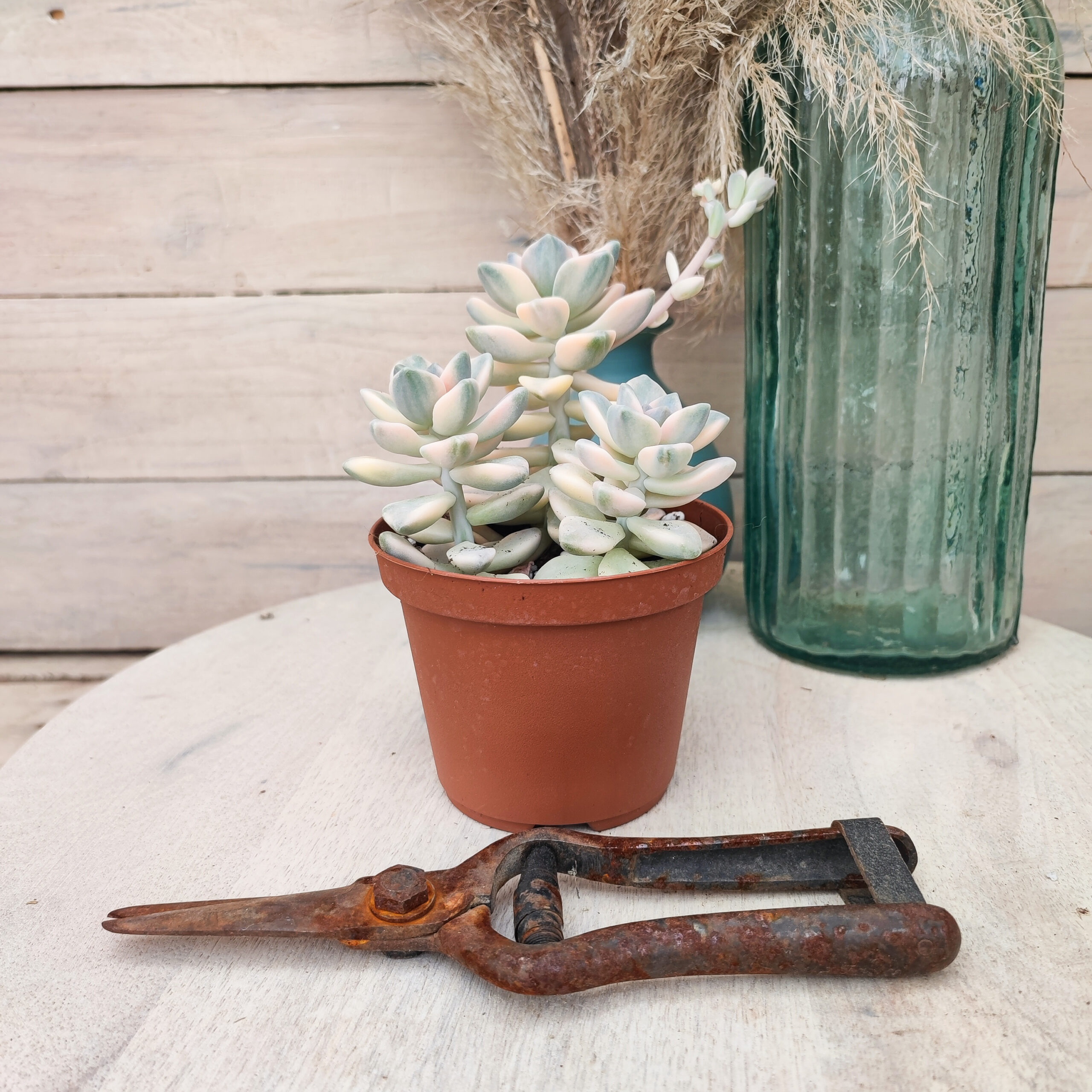 xGraptosedum 'Ghosty' variegata – Image 3