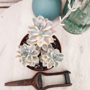 xGraptosedum &lsquo;Ghosty&rsquo; variegata