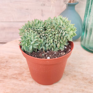 Echeveria &lsquo;Ramillette&rsquo; cristata