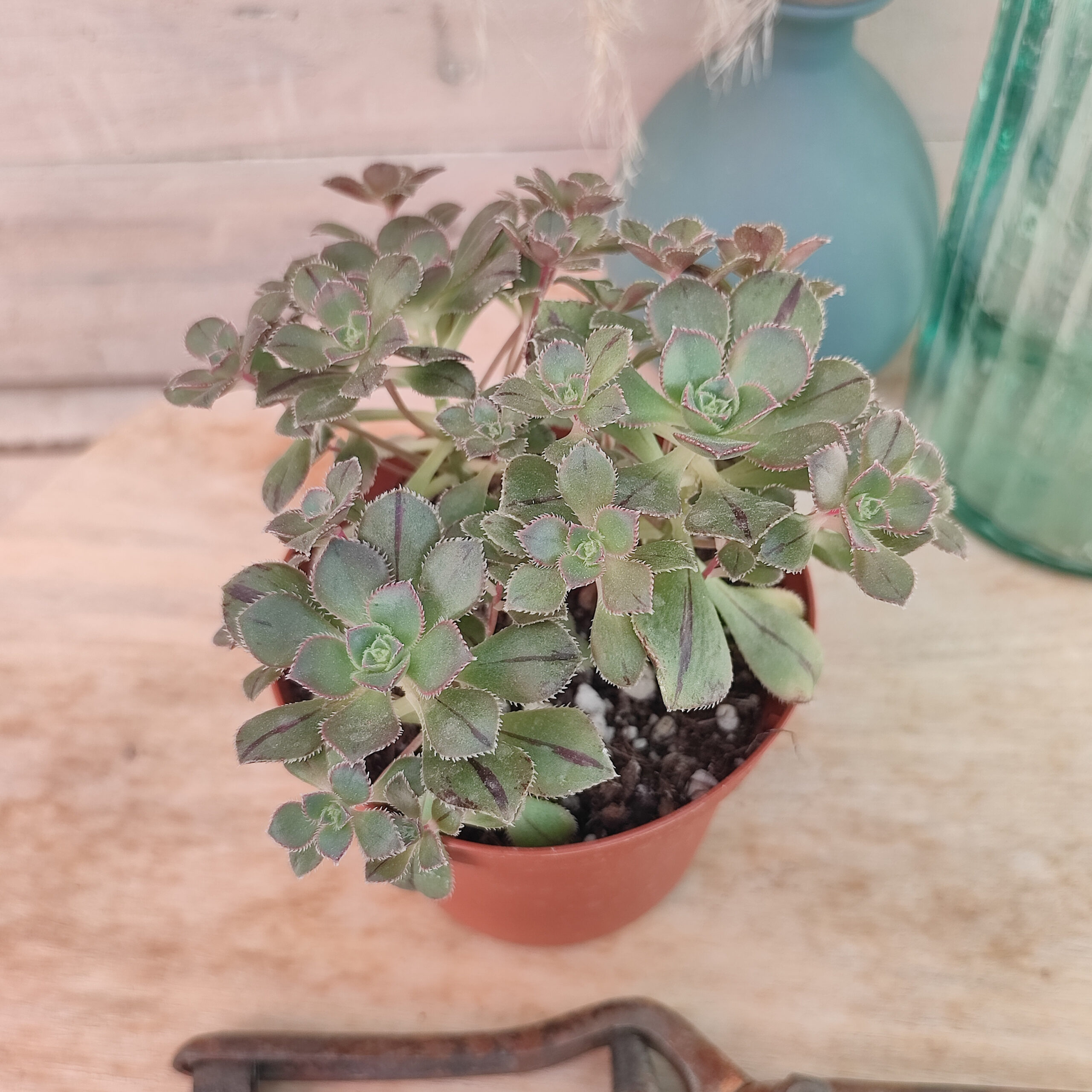 Aeonium mascaense – Image 5