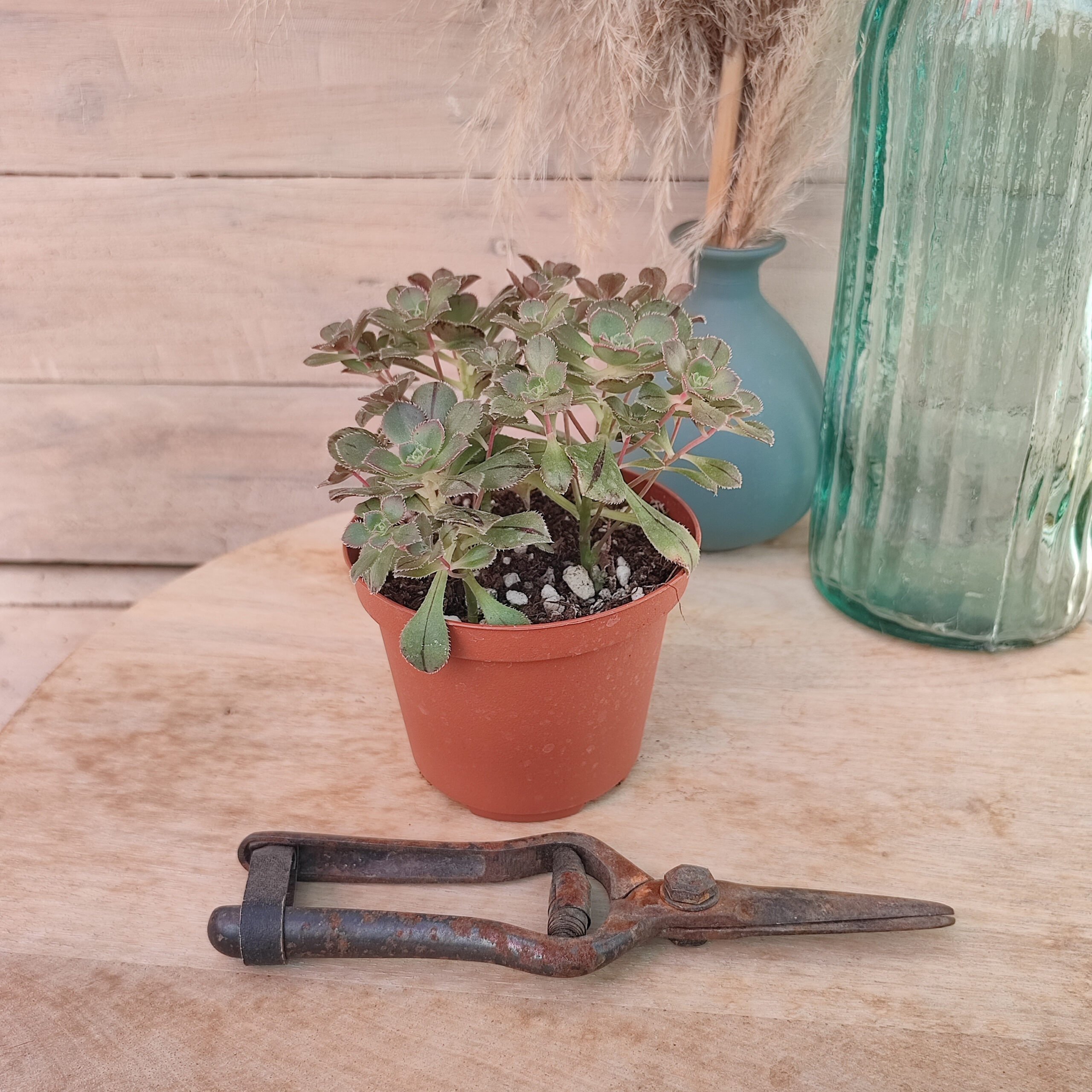 Aeonium mascaense – Image 3