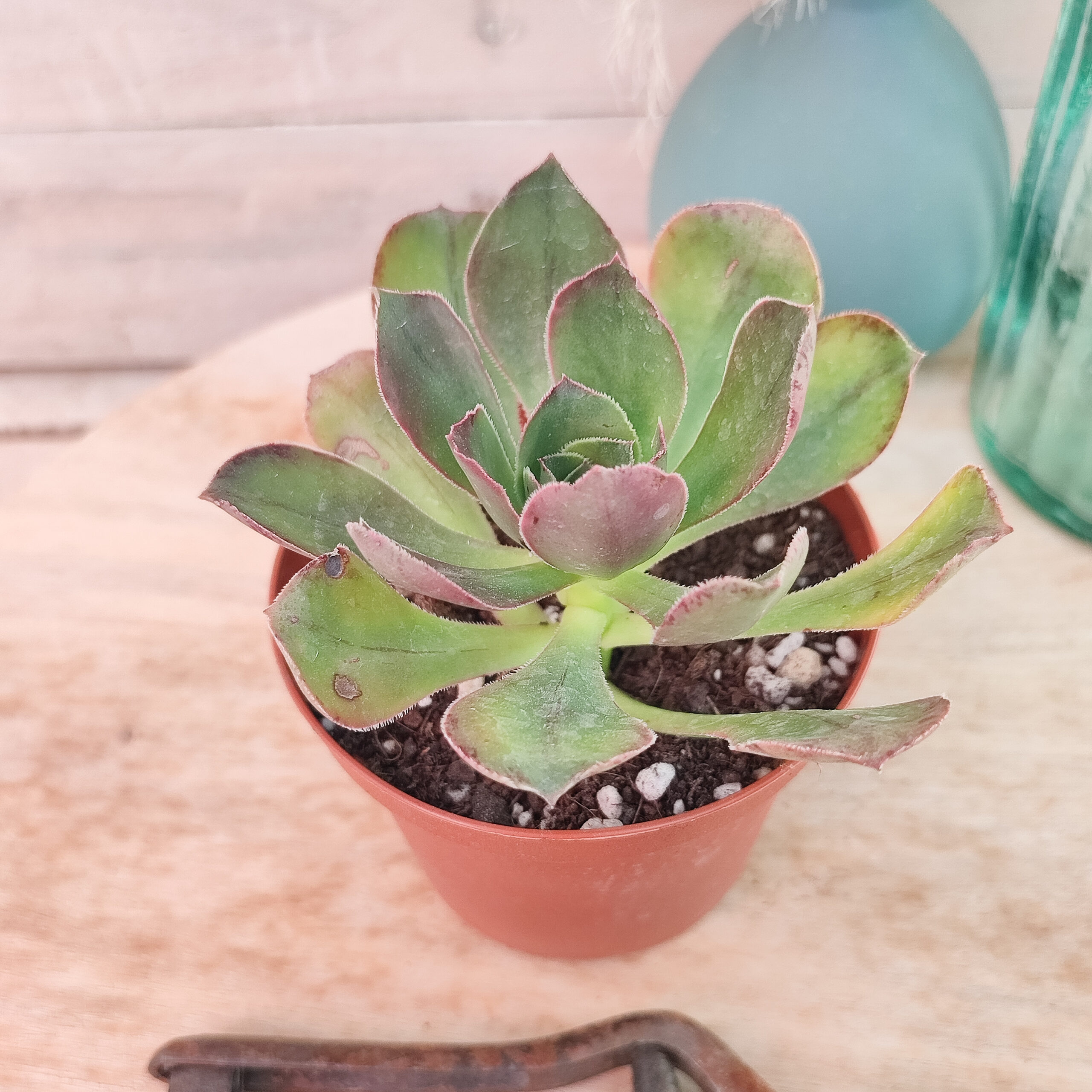 Aeonium 'Marnier-Lapostolle' – Image 5