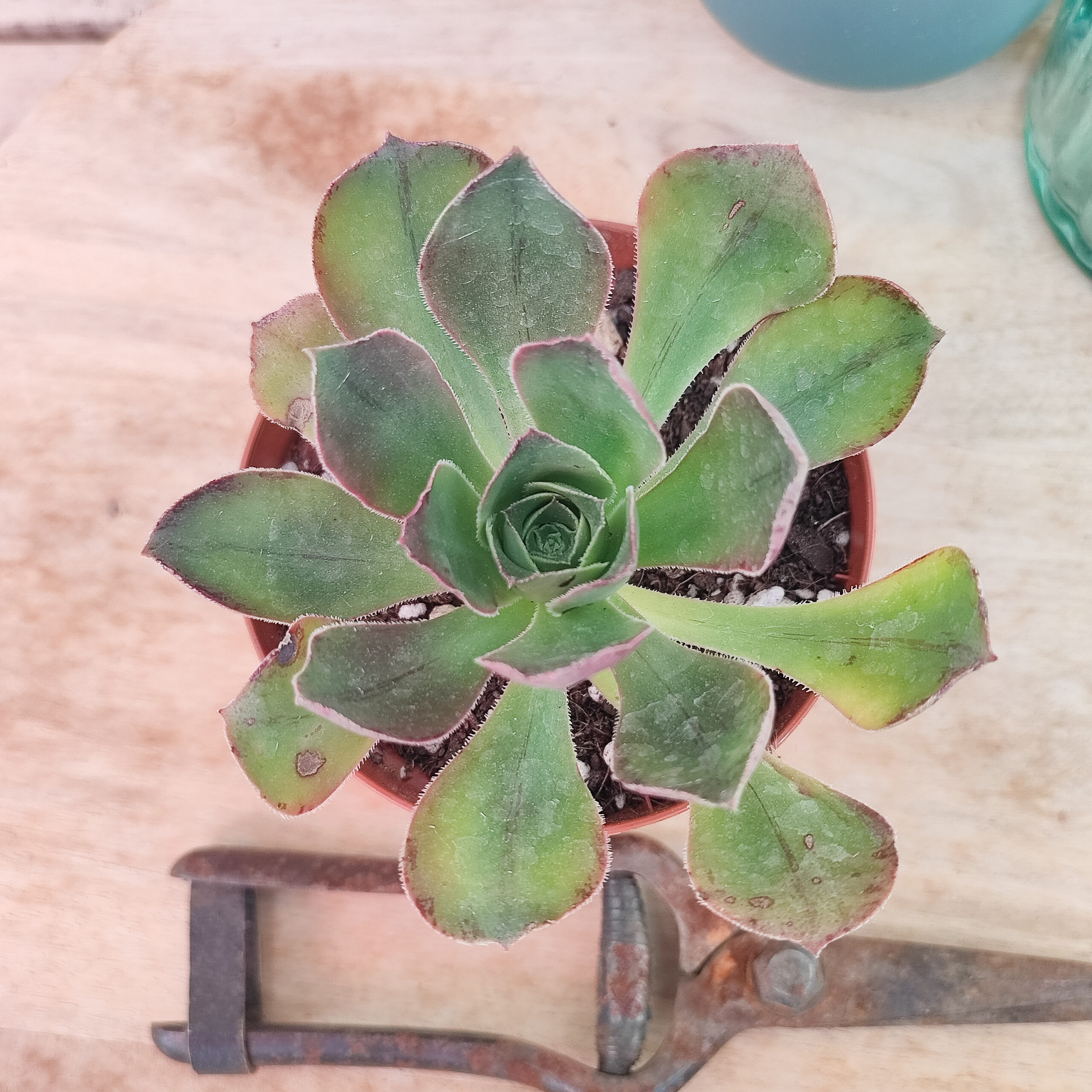 Aeonium 'Marnier-Lapostolle' – Image 4