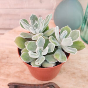 Echeveria pulvinata &lsquo;Frosty&rsquo;