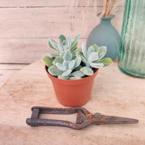 Echeveria pulvinata &lsquo;Frosty&rsquo;