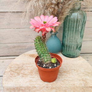 Echinocereus x gilbertus