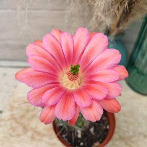 Echinocereus x gilbertus