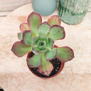Aeonium &lsquo;Marnier-Lapostolle&rsquo;