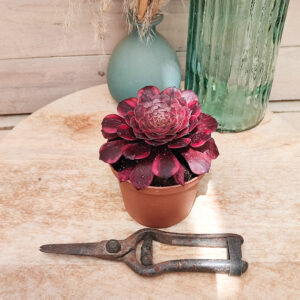 Aeonium ‘Meiya’