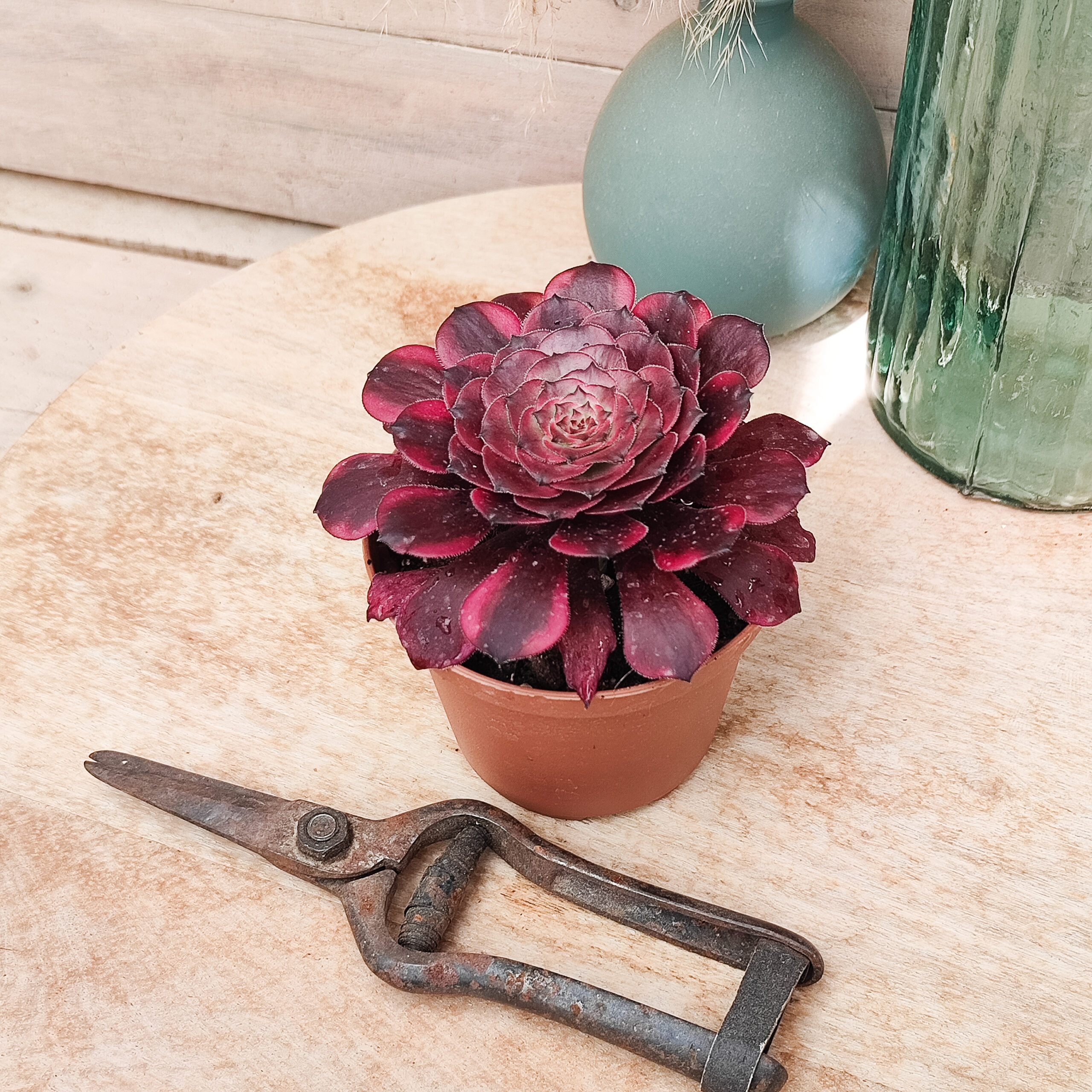 Aeonium 'Meiya' – Image 3