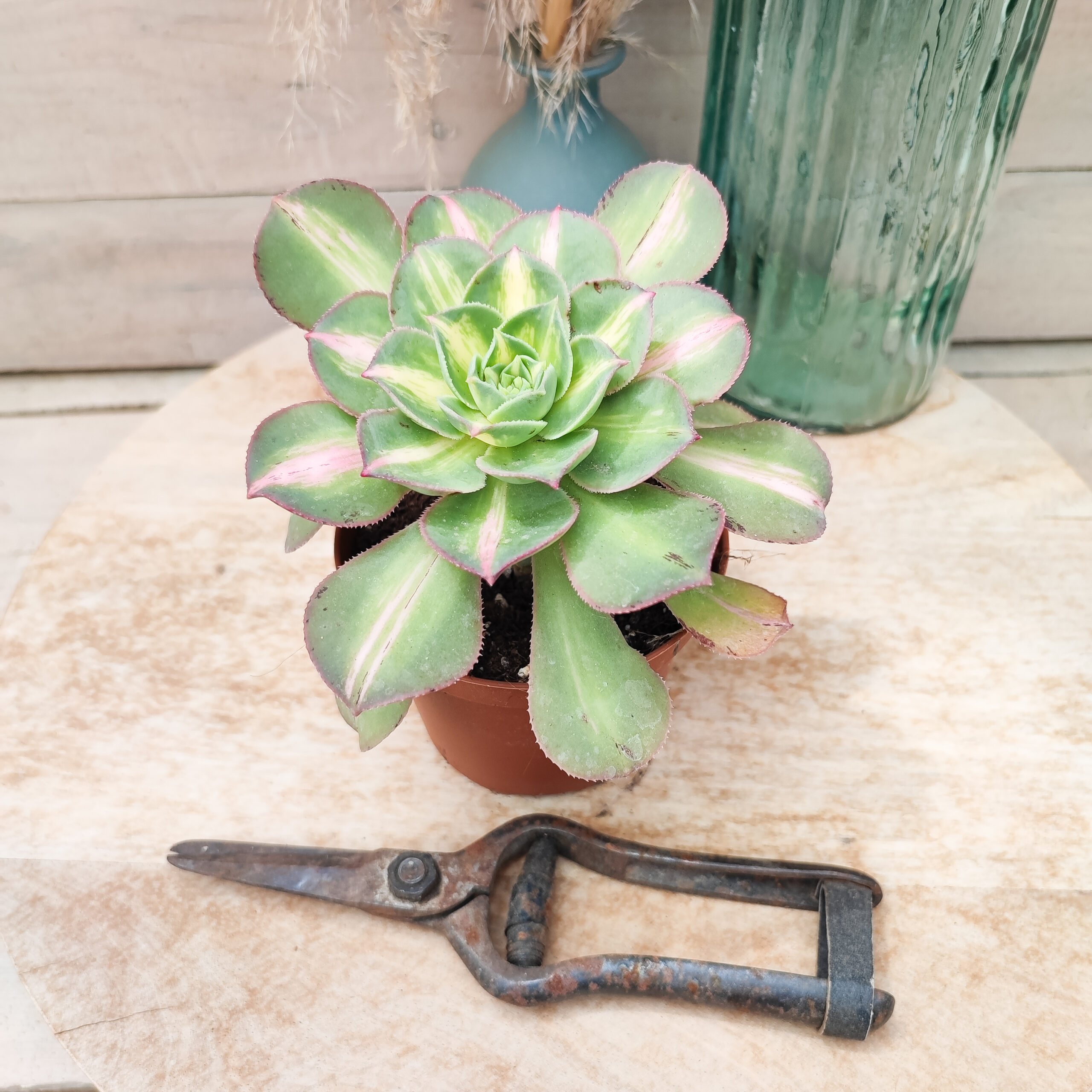 Aeonium 'Lemon Lime' (= 'Starburst') – Image 3