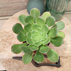 Aeonium urbicum subsp boréale