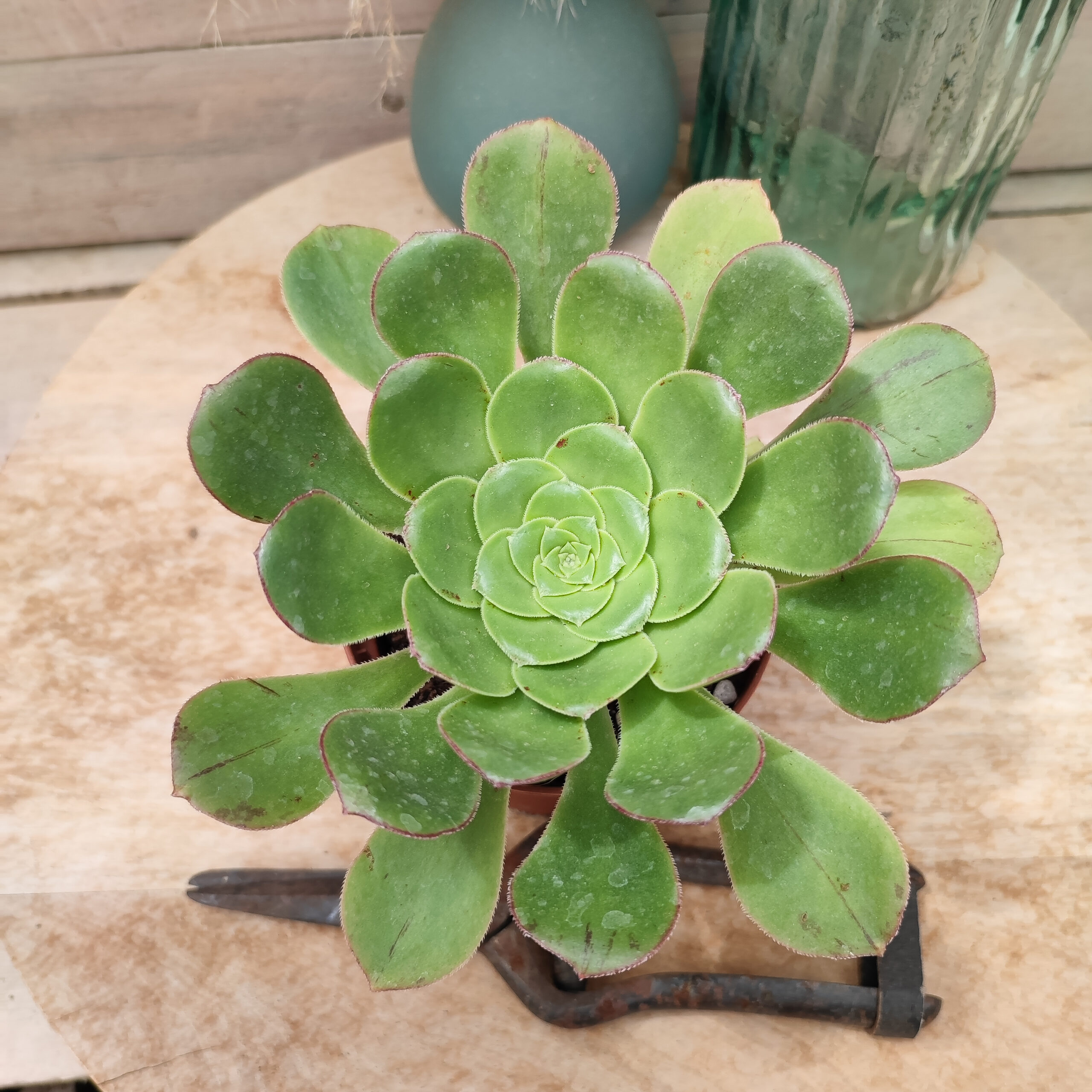 Aeonium urbicum subsp boréale