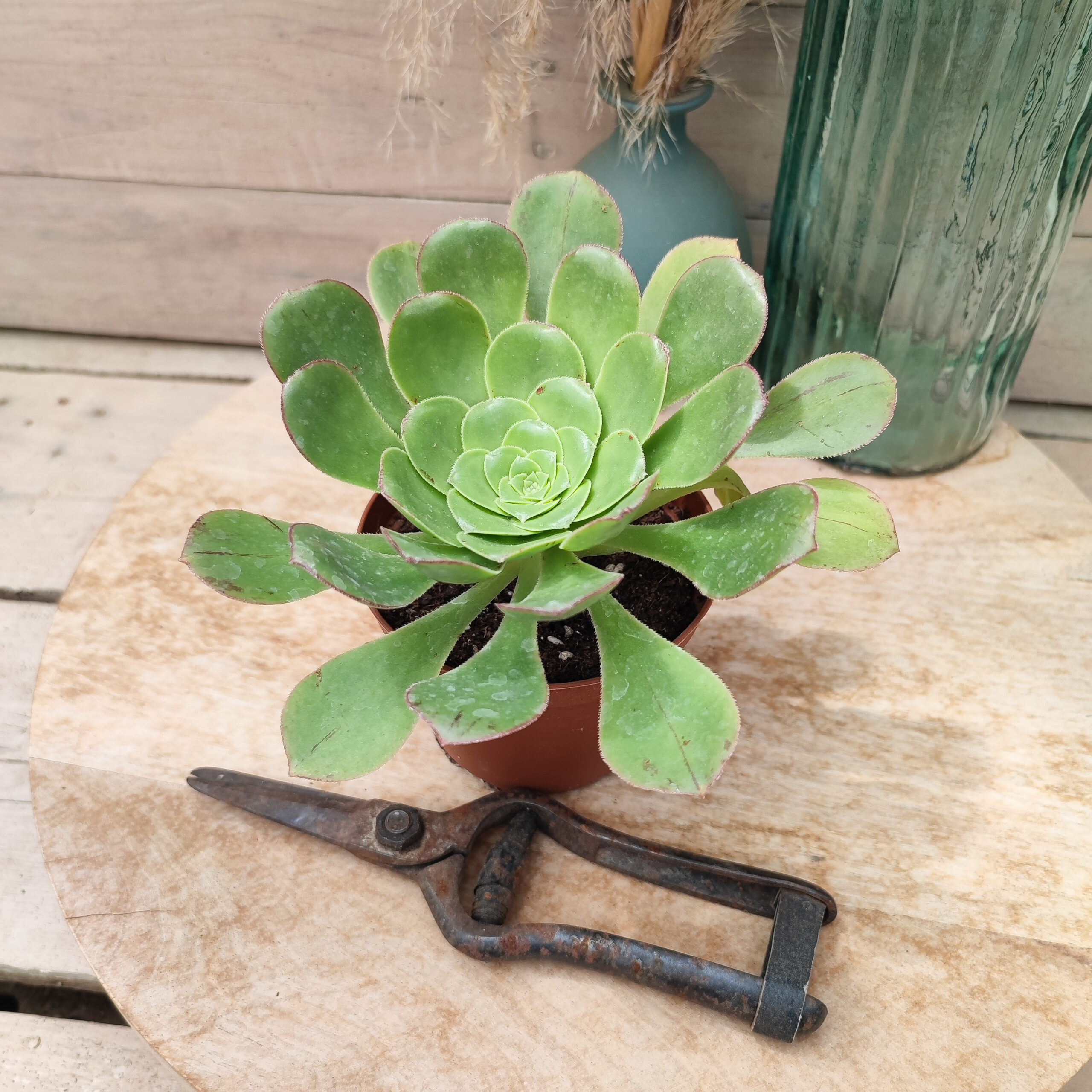 Aeonium urbicum subsp boréale – Image 3