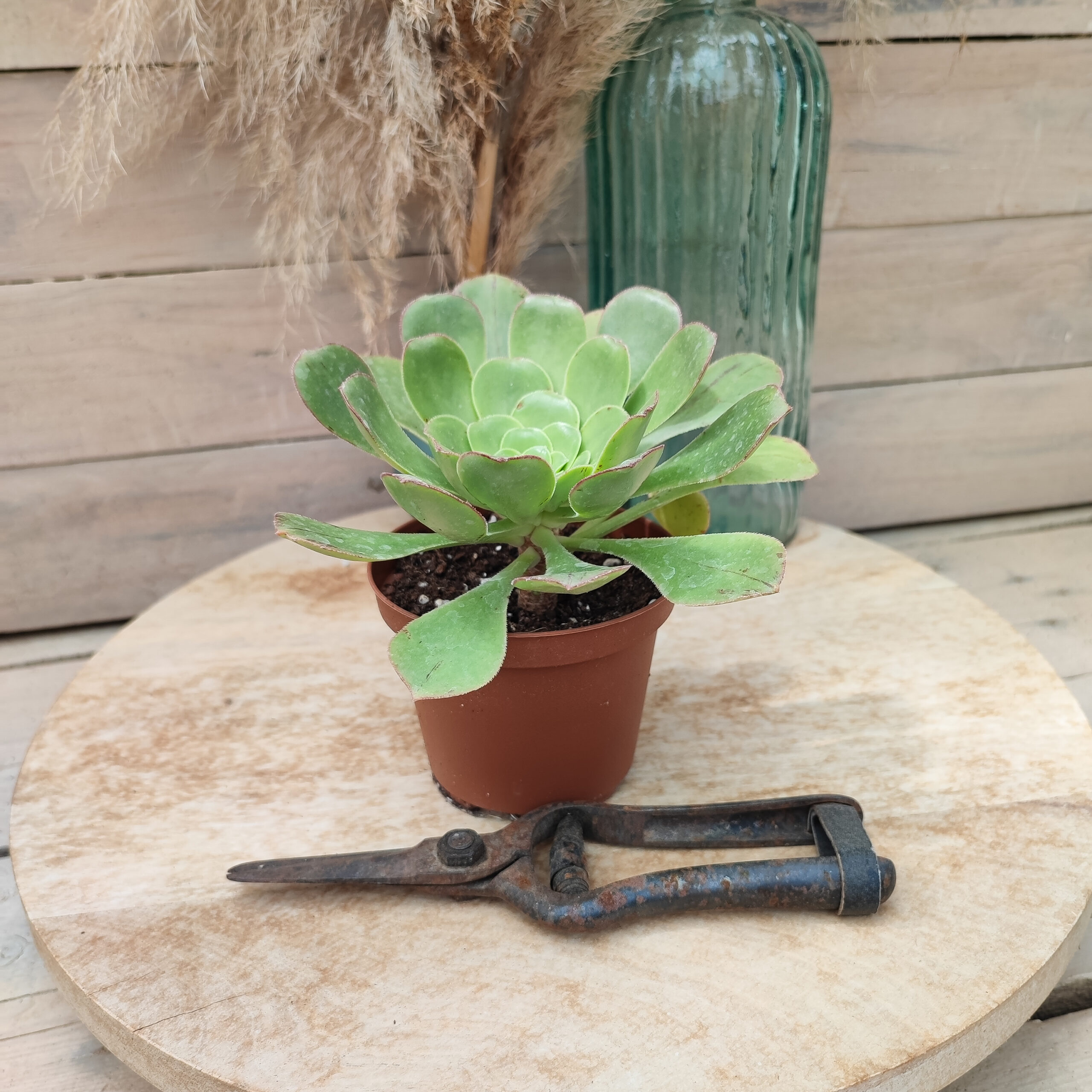 Aeonium urbicum subsp boréale – Image 2