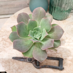 Aeonium valverdense