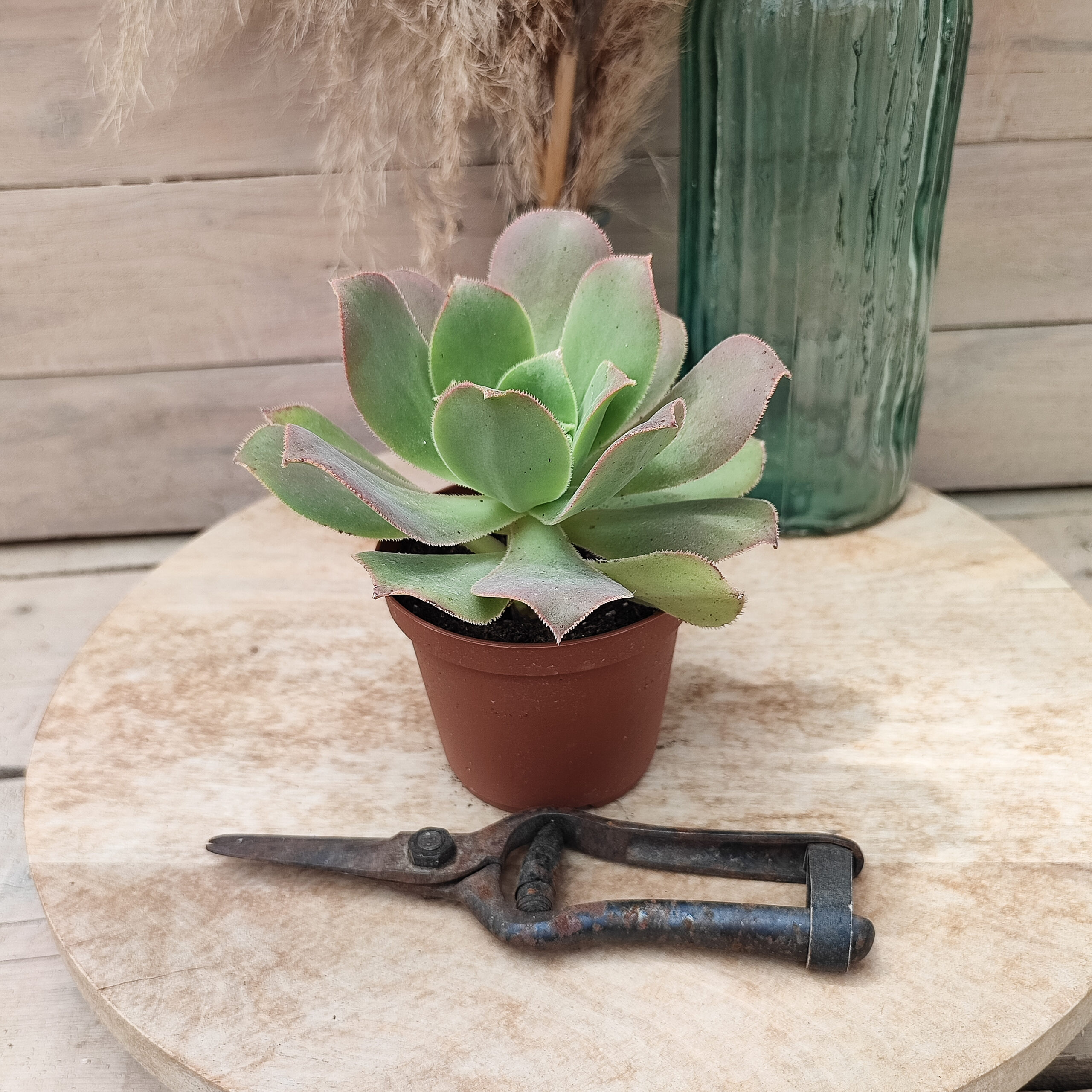 Aeonium valverdense – Image 3