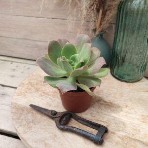 Aeonium valverdense