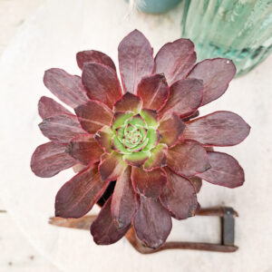 Aeonium &lsquo;Firefox&rsquo;