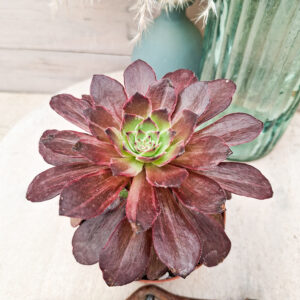 Aeonium &lsquo;Firefox&rsquo;