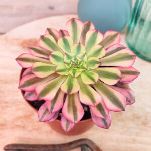 Aeonium &lsquo;Zhu Rong&rsquo;