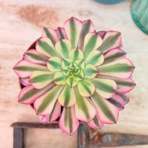Aeonium &lsquo;Zhu Rong&rsquo;