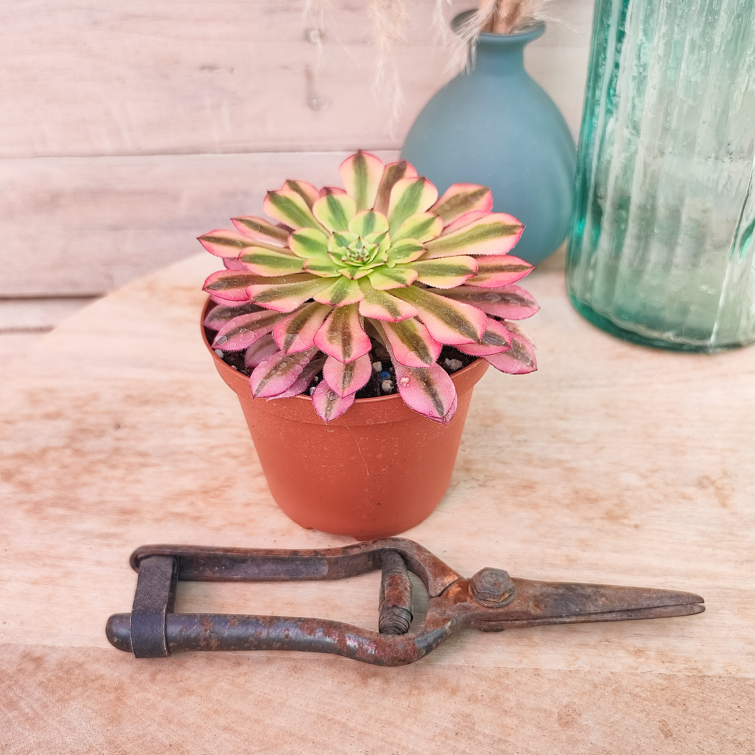 Aeonium 'Zhu Rong' – Image 3
