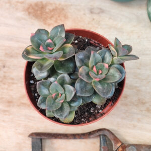 Echeveria &lsquo;Chroma&rsquo;