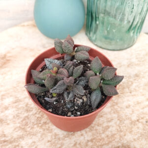Adromischus marianae var. herrei