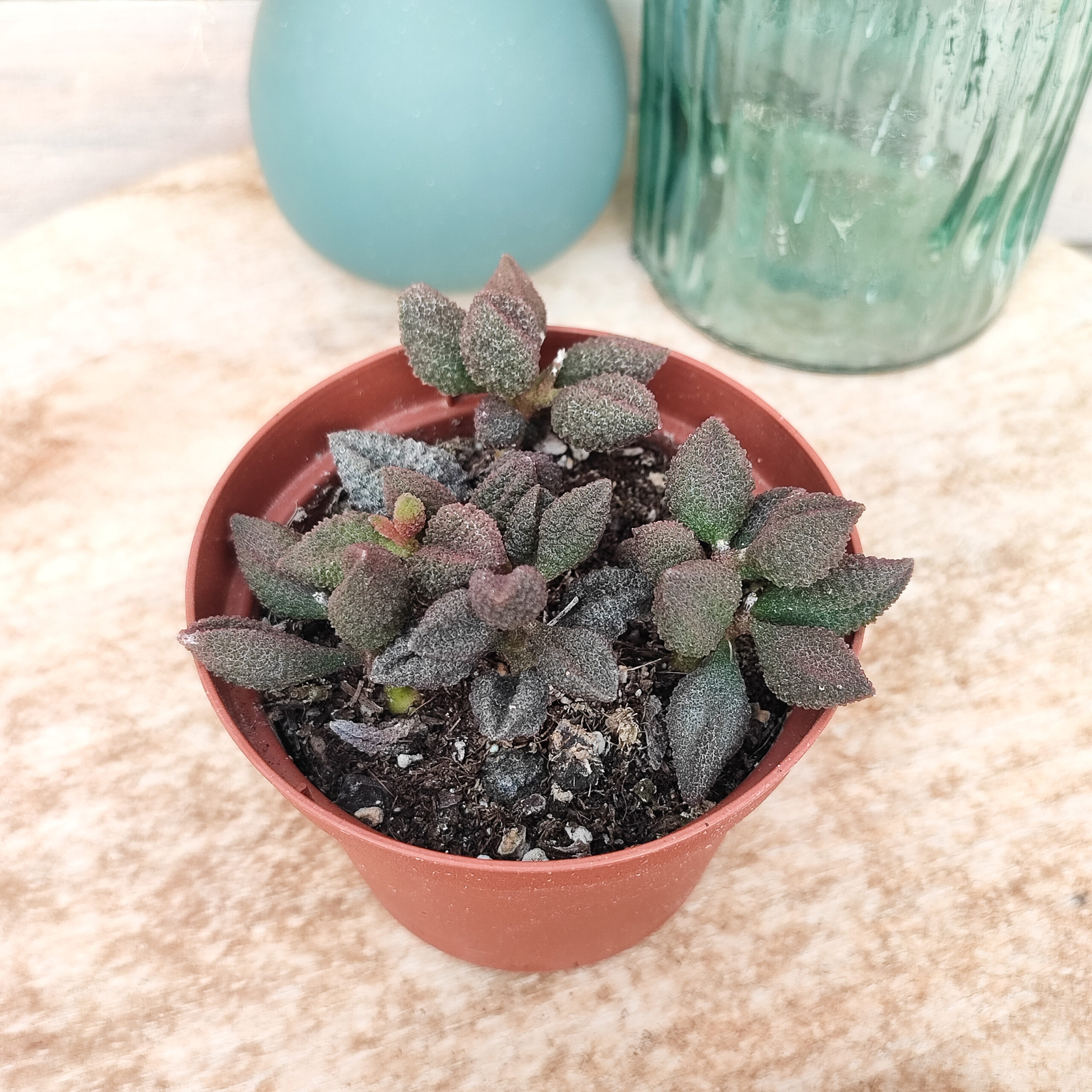 Adromischus marianae var. herrei