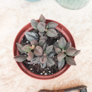Adromischus marianae var. herrei