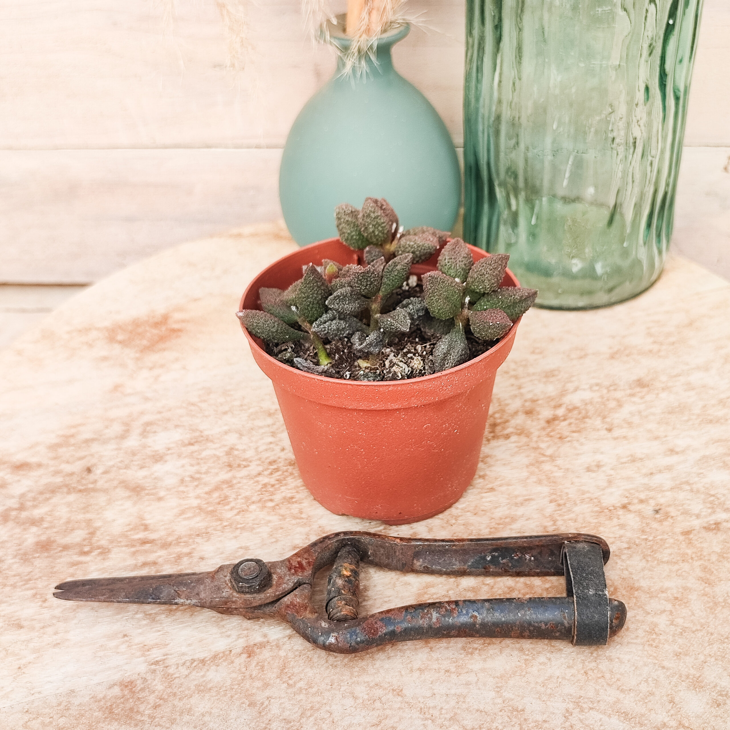 Adromischus marianae var. herrei – Image 3