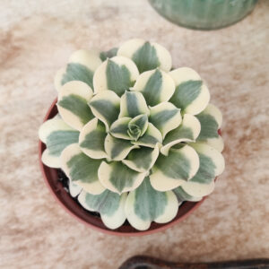 Aeonium &lsquo;Green Medusa&rsquo;