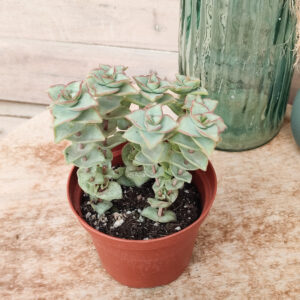 Crassula perforata &lsquo;Giant Form&rsquo;