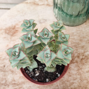 Crassula perforata &lsquo;Giant Form&rsquo;