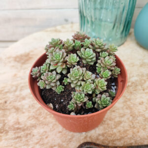 Cremnosedum &lsquo;Little Gem&rsquo;