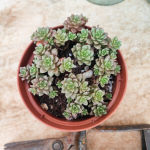 Cremnosedum &lsquo;Little Gem&rsquo;
