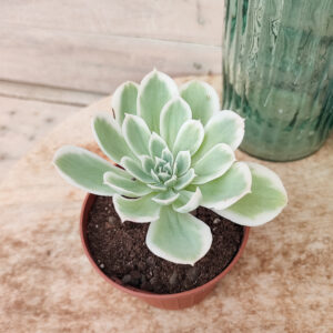 Echeveria &lsquo;Lemon Rose&rsquo; variegata