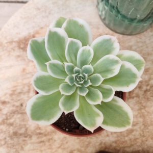 Echeveria &lsquo;Lemon Rose&rsquo; variegata