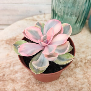 Echeveria &lsquo;Rainbow&rsquo;