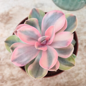 Echeveria &lsquo;Rainbow&rsquo;