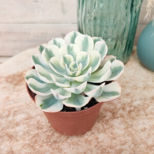 Echeveria &lsquo;Compton Carousel&rsquo;