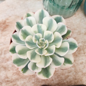 Echeveria &lsquo;Compton Carousel&rsquo;
