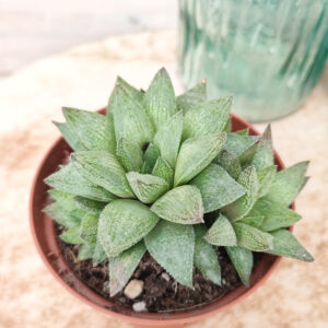 Haworthia &lsquo;Sugar Candy&rsquo;