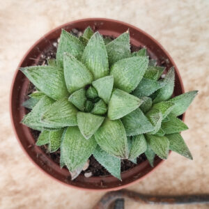 Haworthia &lsquo;Sugar Candy&rsquo;