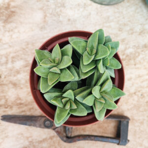 Crassula &lsquo;Bride&rsquo;s Bouquet&rsquo;